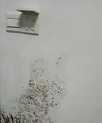 "厕所水管漏水墙面生了霉菌,求懂行人士联系我,出出主意吧!"