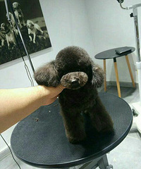 ���ڳ��｡��������