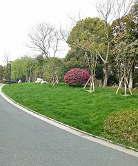 �蹫������