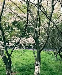 �������� ��Ӣ�ͷס�