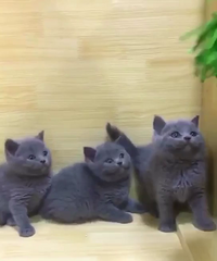 �ɰ�����è