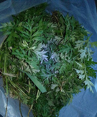 【拔草】+最近很网红