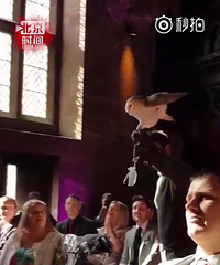 èͷӥ�����ͻ�䣬�������������������Ҫ�۸���ͷ��ô