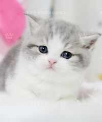 Ӣ�̻��߼Ӱף���˾è �Լҷ������̼Ӱ׻�