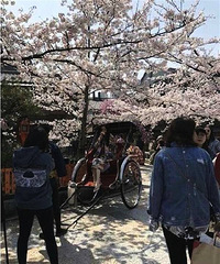 网友偶遇杨幂日本赏樱花 穿和服露纤细美腿超仙