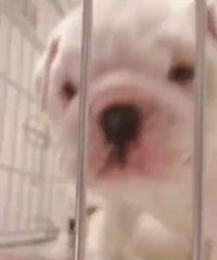 ����2����Ӣţ�ܵ� ����2000