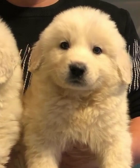 ����� 800һֻ