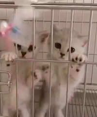 ����2����������2000