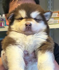 ���Ͱ���˹�� ����1200