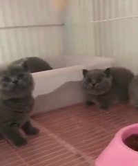 ��è������� ����2000