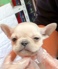 ����ɫ�������� ����1000