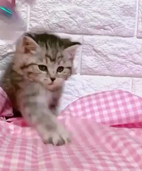 ���̵ܵ� ����800 �����е��ë