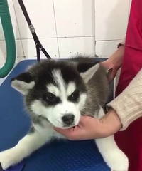 ������ﹷè