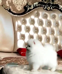 �������屬ë����������