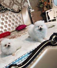 �������屬ë����������