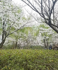 �������Ĵ�ɫ��+������԰