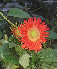 开花了