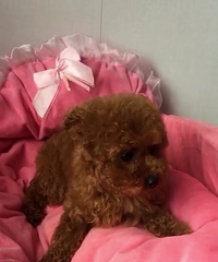 �����Լ�����С��̩�ϱ���