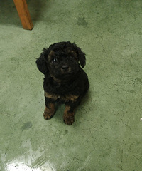 "贵宾犬铁包金"