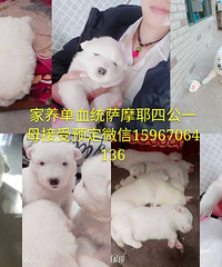 ��Ǽܺ�ë����ɵ����ĦҮ�����ˡ�