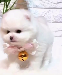 ����С��������