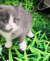 ���ߵȽӻؼ�