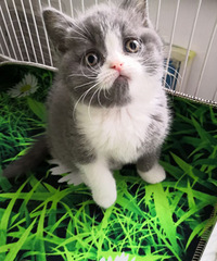 ���ߵȽӻؼ�