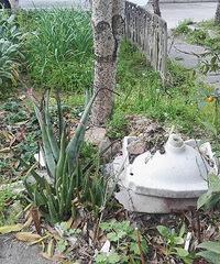 这是一片肥土地