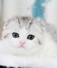 ��cѪϵ�������߼Ӱ�Ӣ���۶�è��2���´�