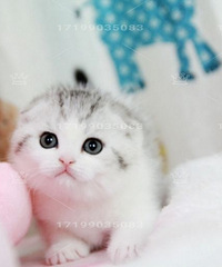 ��cѪϵ�������߼Ӱ�Ӣ���۶�è��2���´�