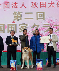 杭州哪里买秋田柴犬,富秋社犬舍专业培育