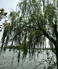 �������Ĵ�ɫ��