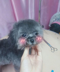 "茶杯犬 灰茶弟弟"