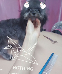 "茶杯犬 灰茶弟弟"