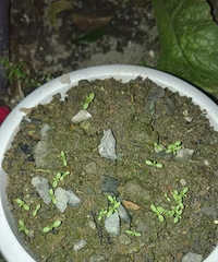 洋甘菊长的好快的