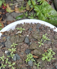 洋甘菊长的好快的