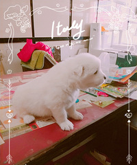 ��ĦҮ���¼�