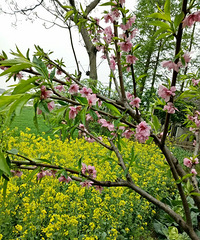 ����Ҳ�к÷羰