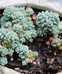 ����ֲ����д