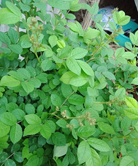 ֶŮȥ��ֲ�����ֵ�Ǿޱ������Ҫ����