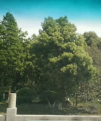 �ܷ�����԰