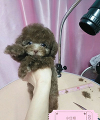 "茶杯犬 小棕熊"