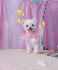 "茶杯犬 小俊介"