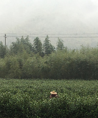 "喝安吉白茶游安吉乡村"