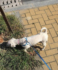 ���ë�ױ���Ȯ������