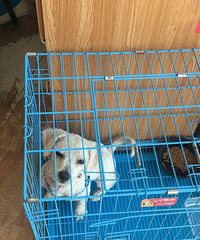 ���ë�ױ���Ȯ������