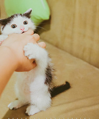这个医生借走了我的猫,然后弄丢了,还颠倒黑白倒打一耙