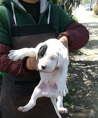 阿根廷杜高犬需要的联系微信1375420