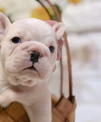 ���۾�Ʒ��ţ�ܵ�