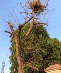 �ô������